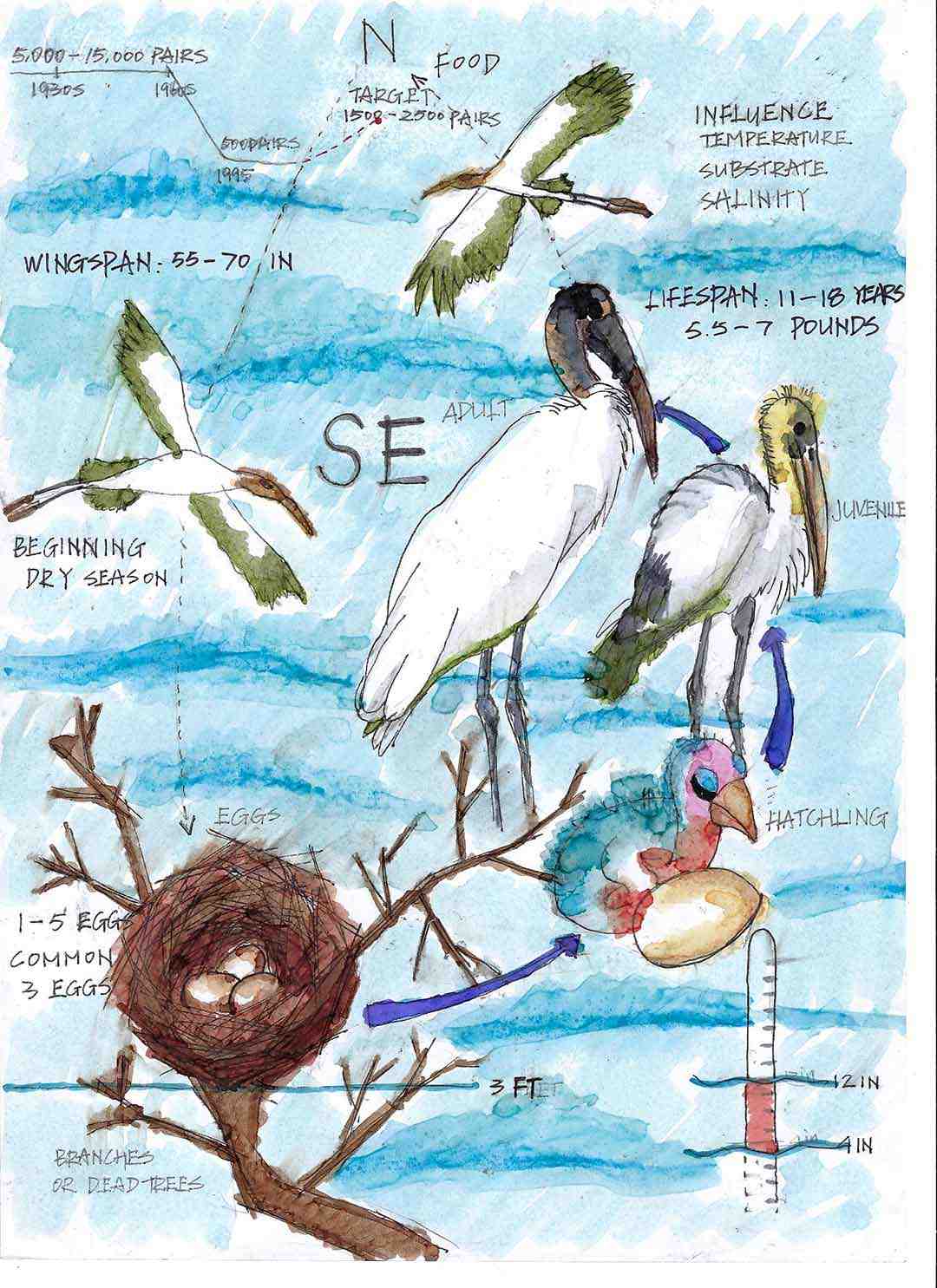 Drawings of birds and their habitat cycles