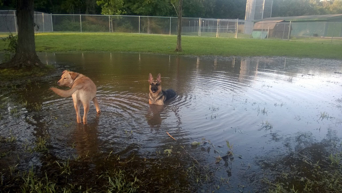 Dogs at a park in drainage water
