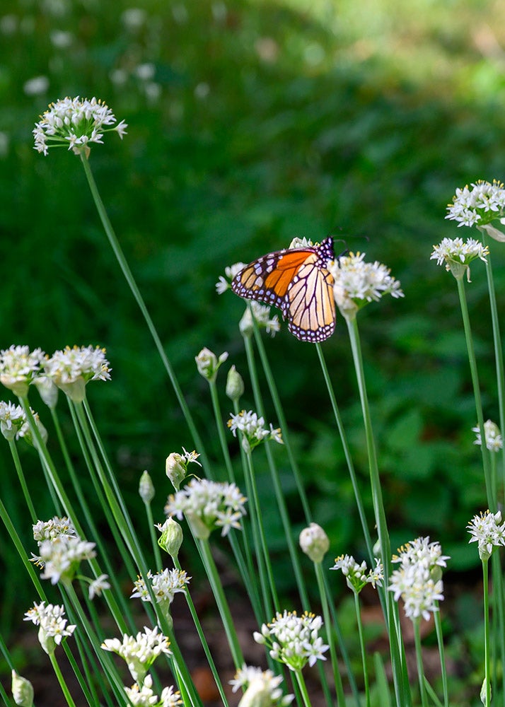 Monarch butterfly on flowers