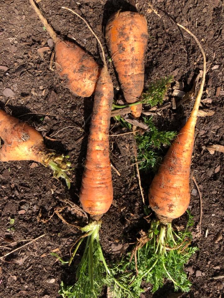Carrots on soil