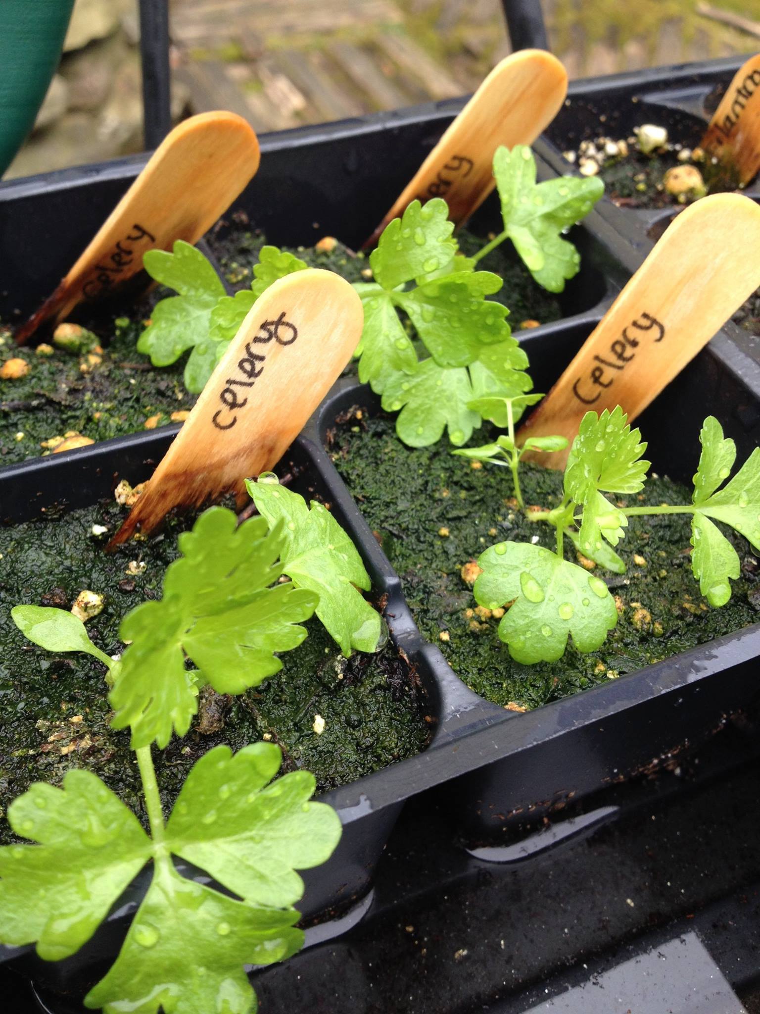 Celery in small pots with wooden stick labeled celery.