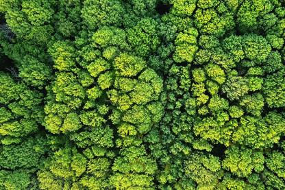 Aerial view of a dense green forest