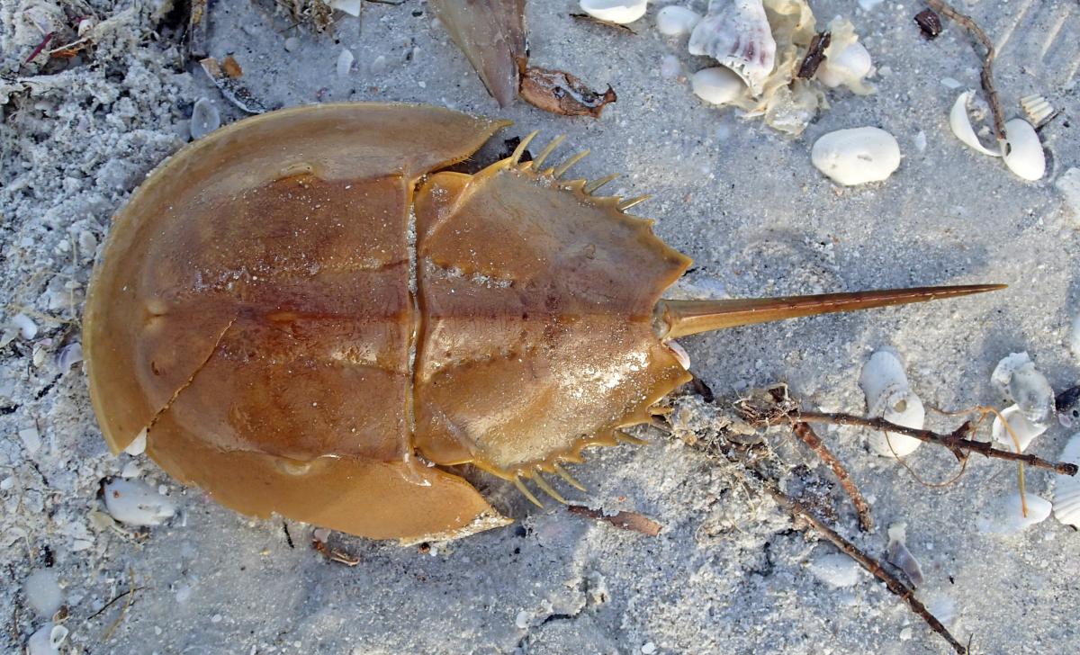 Horseshoe crab on sand