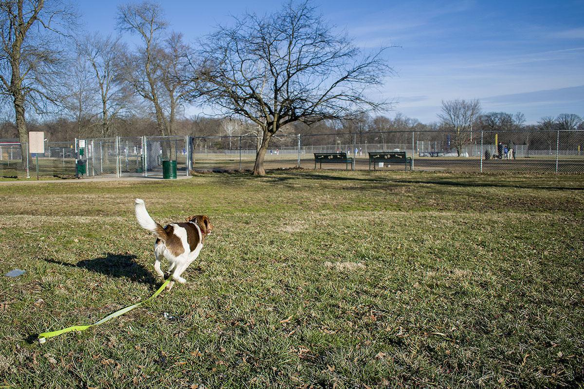 A dug running in a park