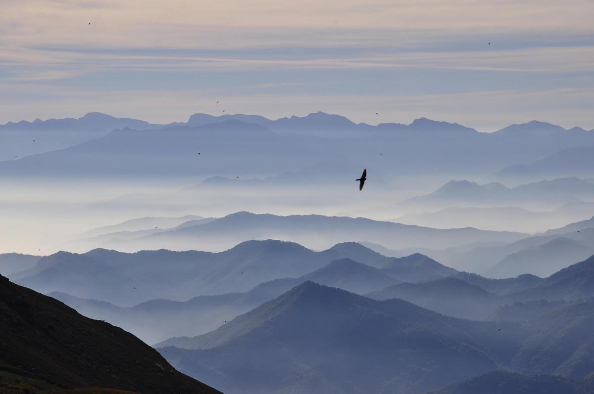 A bird flying over layers of mountains