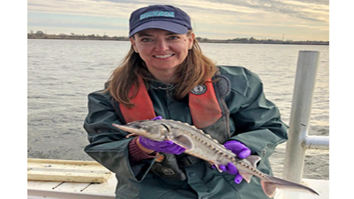 Atlantic_Sturgeon