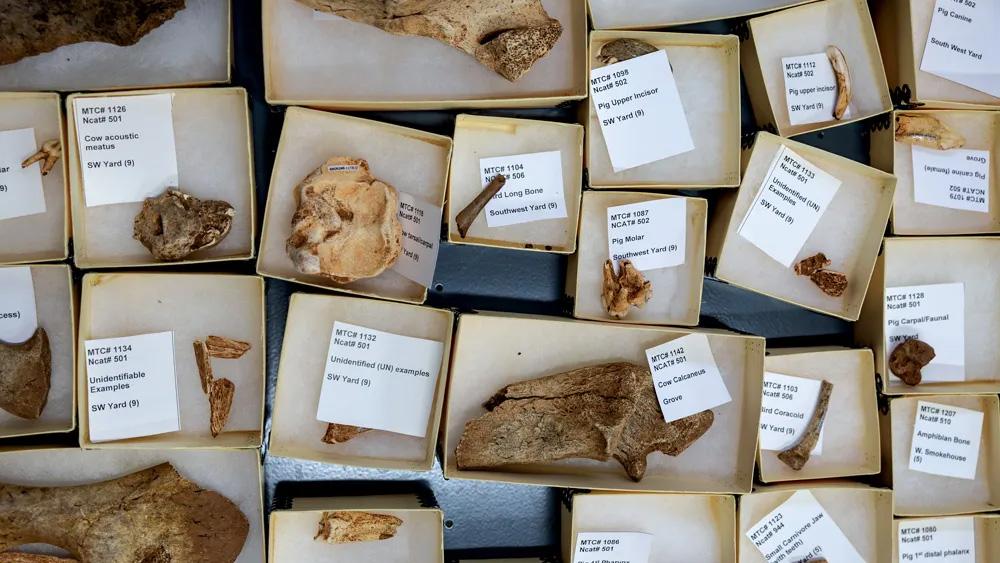 A catalogue of animal bones