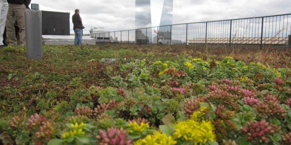 Green roof with people