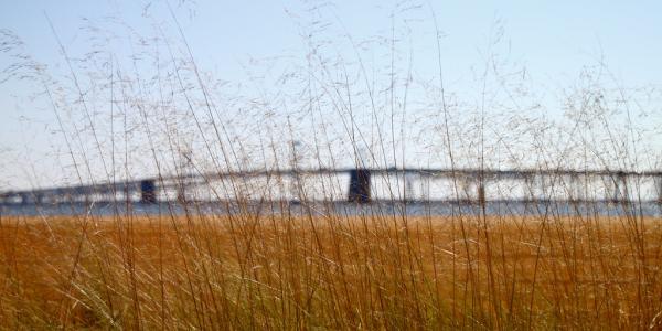 Grasses in front of the Bay bridge in Maryland