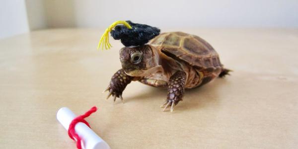 Baby turtle with a crochet graduation cap and scroll. 