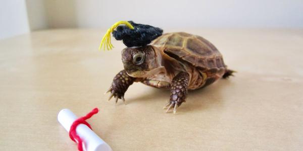 Baby turtle with a crochet graduation cap and scroll.