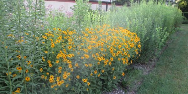 A rain garden with yellow flowers