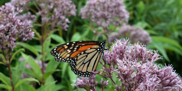 A monarch butterfly rests on flowers