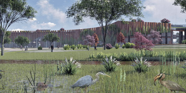 Marsh view of pelicans in foreground and people in background