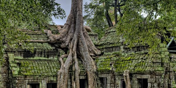 A tree growing over abandoned houses in a forest