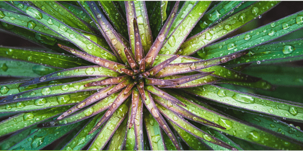 Drops on a green plant