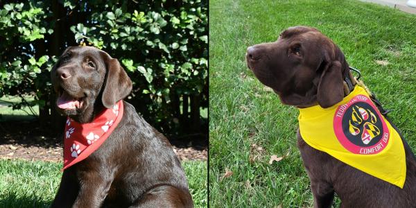 Collage of Teddy the Terp Puppy