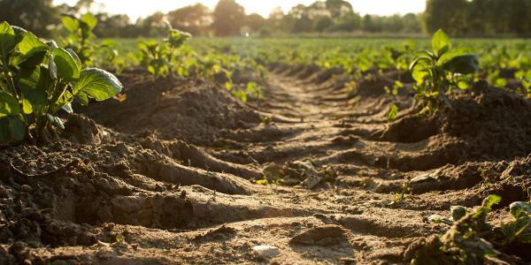 Soil and green crops