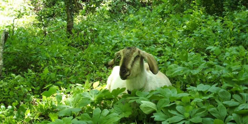 Goat in green field