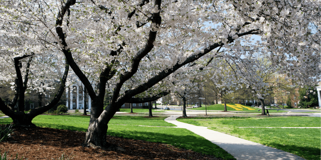 UMD campus with blooming tree