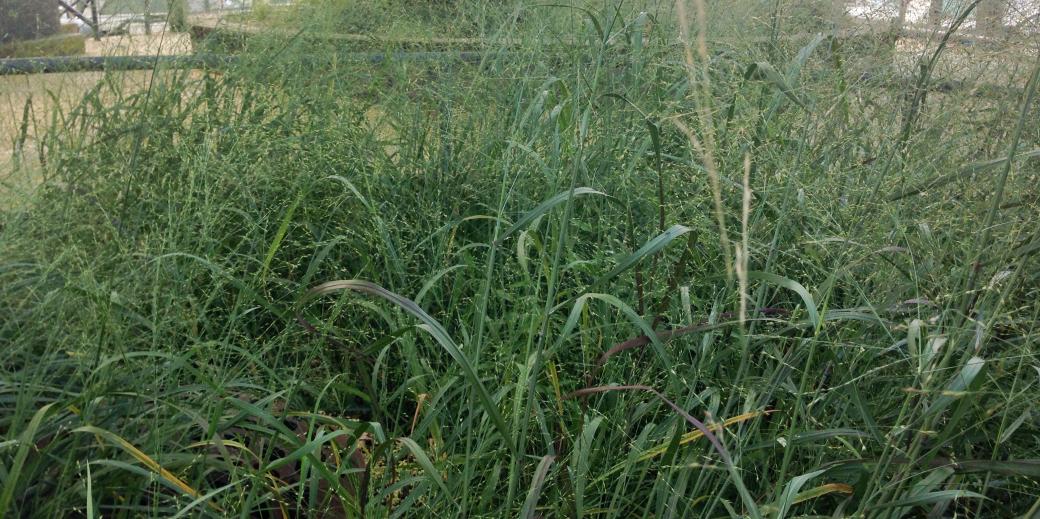 swithchgrass