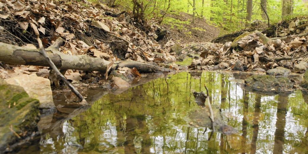 Stream in the woods with grassy banks on either side