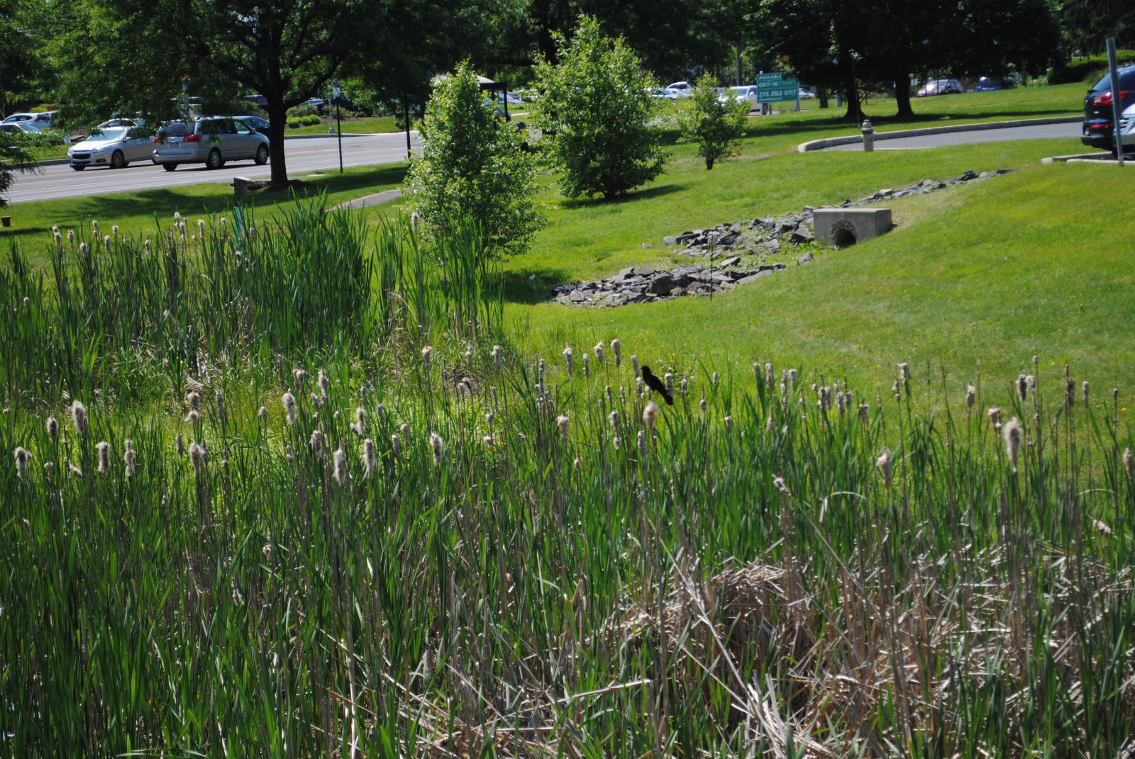 Click for more information about Green Infrastructure