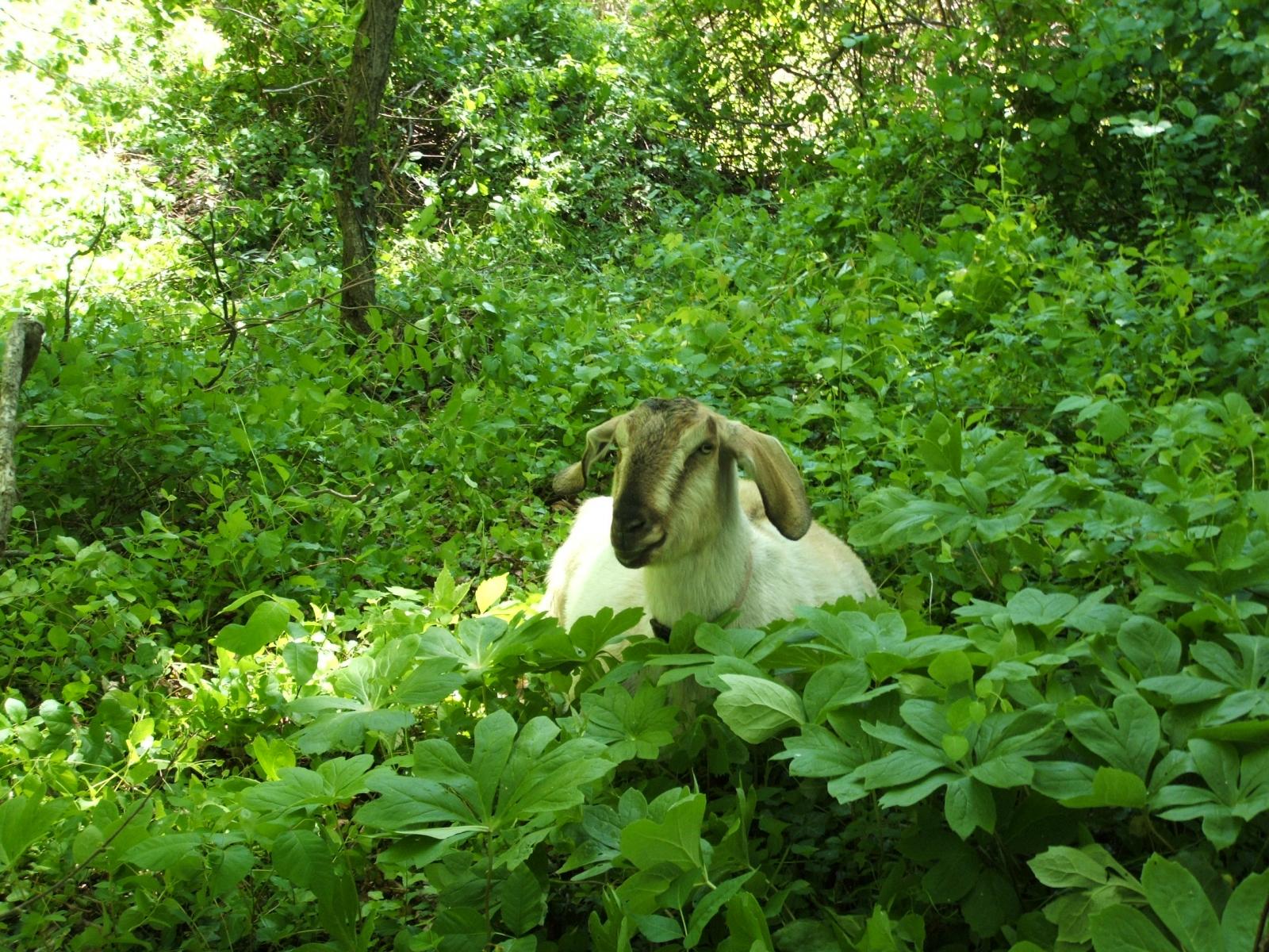 Goat in green field
