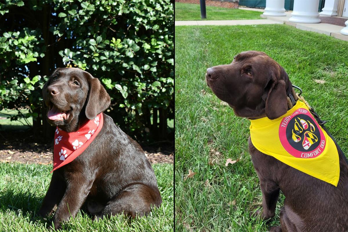 Collage of Teddy the Terp Puppy