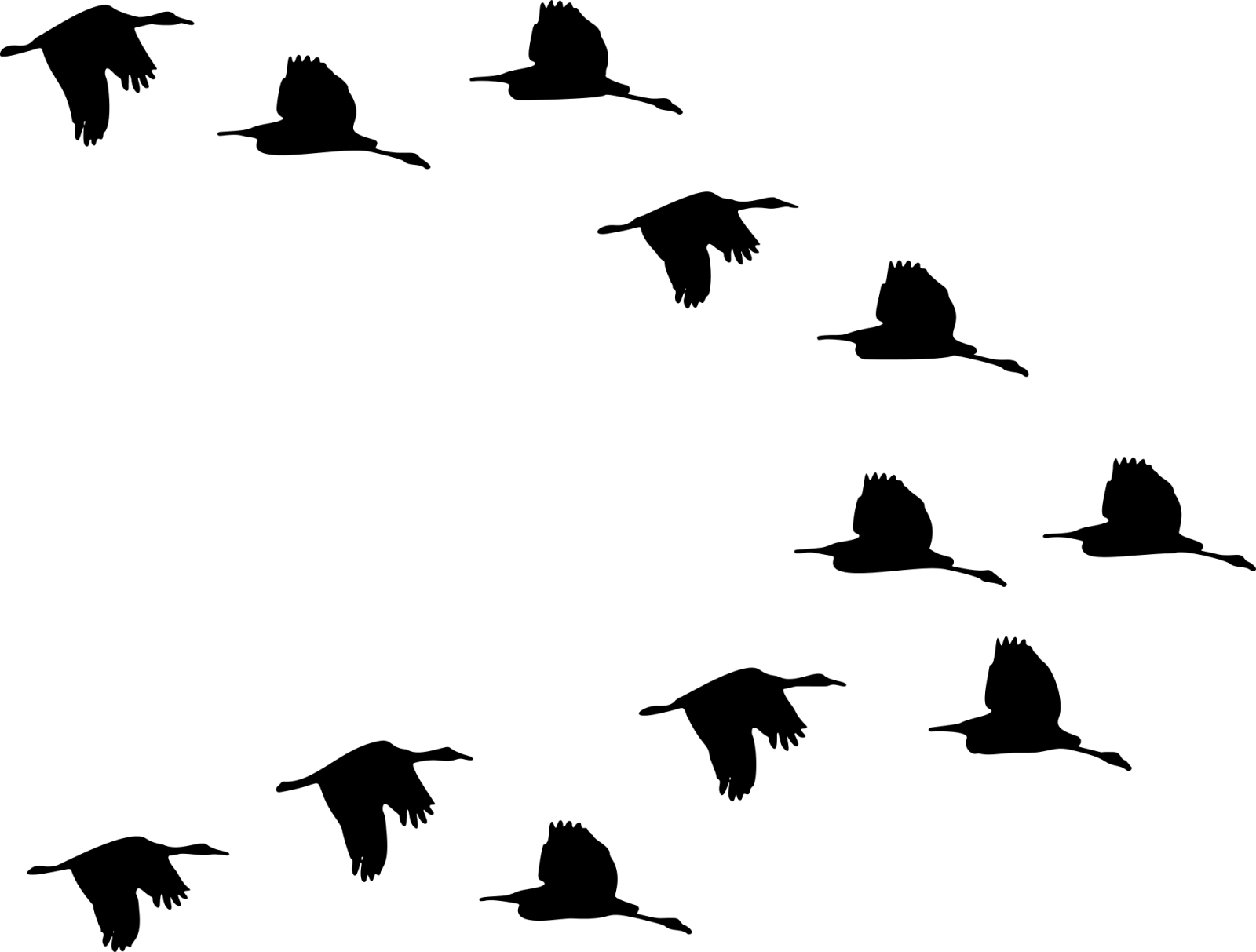Silhouettes of a bird flock