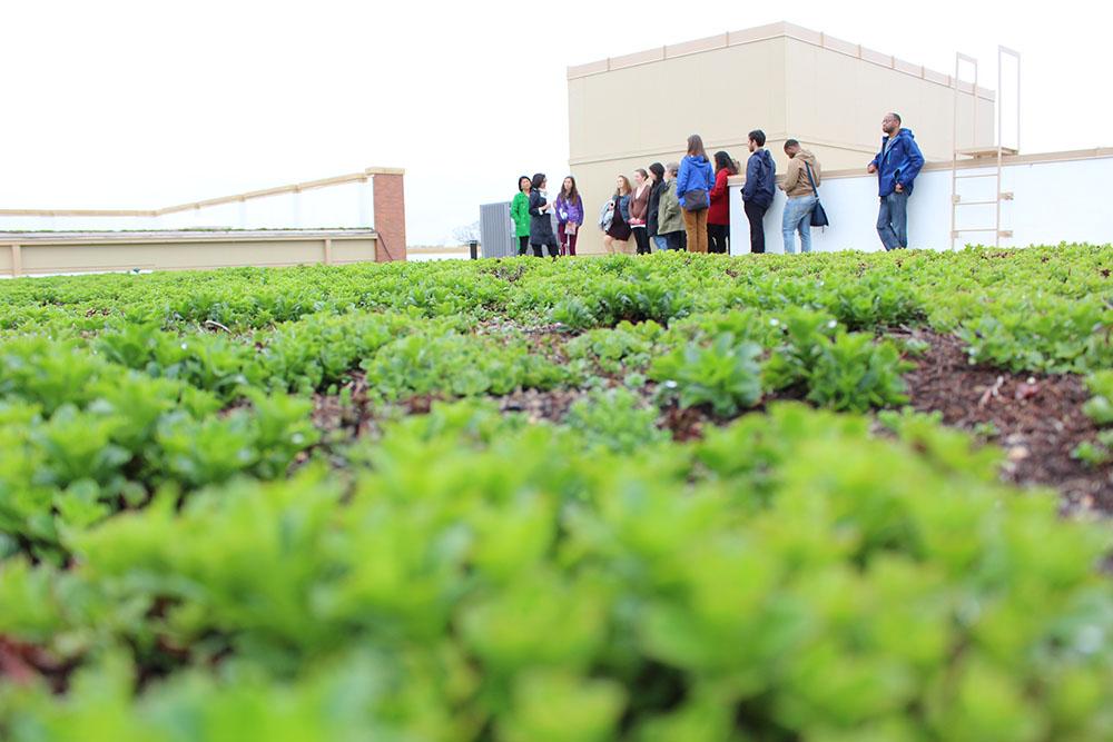 Greenery in the foreground and people gathered in the background