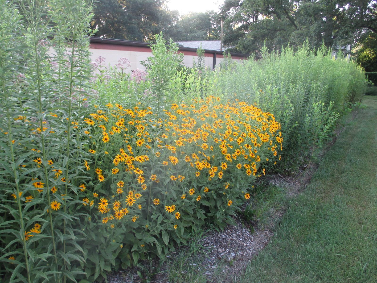 A rain garden with yellow flowers