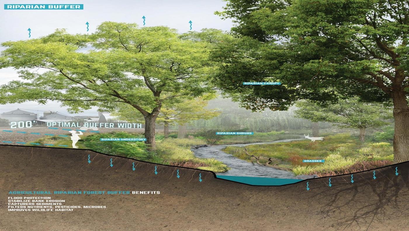 Agriculture Riparian Buffer