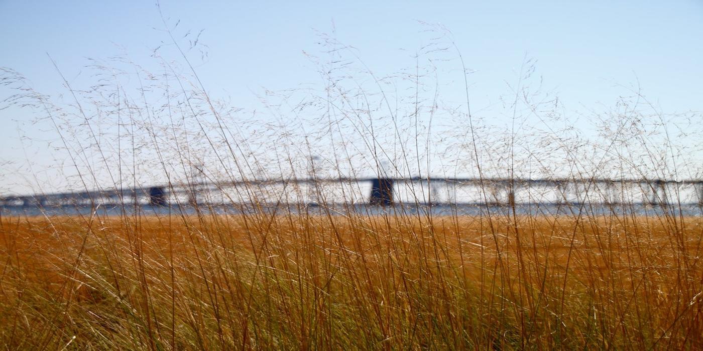 Grasses in front of the Bay bridge in Maryland