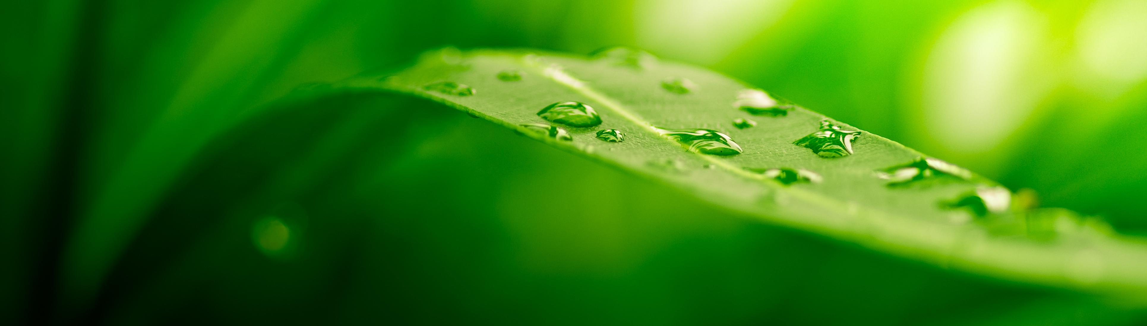green leaf, nature background