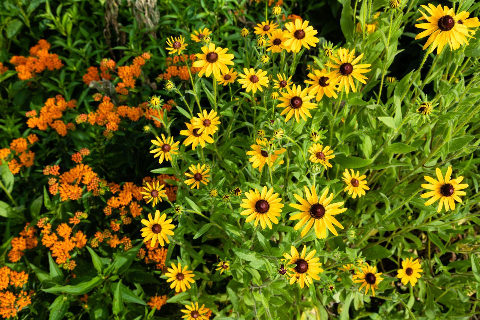Black-eyed susan (yellow) flowers and other orange ones