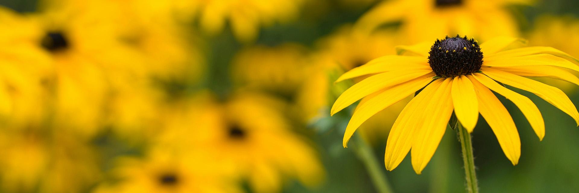 Black eyed susan flower in the foreground is clear, with numerous black eyed susans in the background
