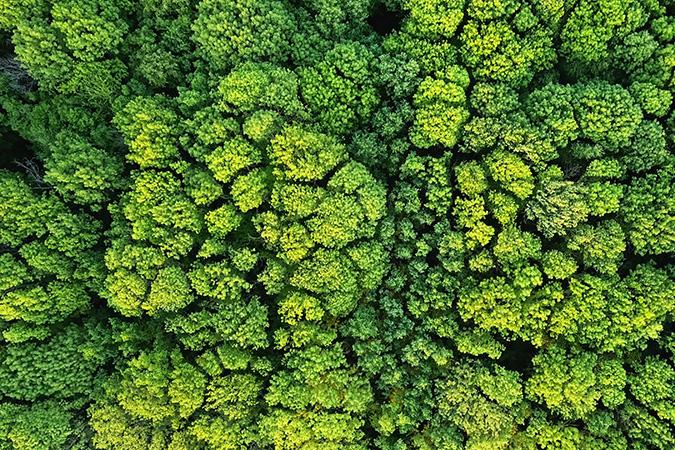 Aerial view of a dense green forest