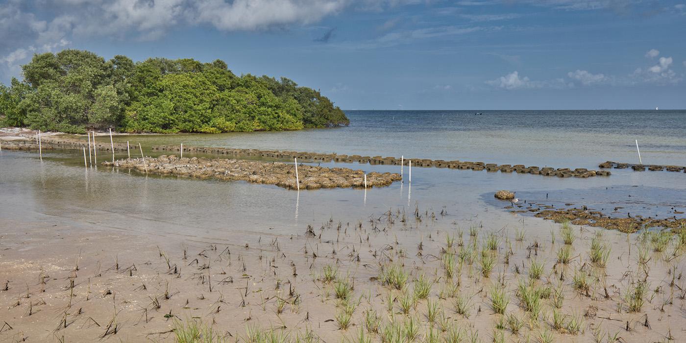 Shore with small green island