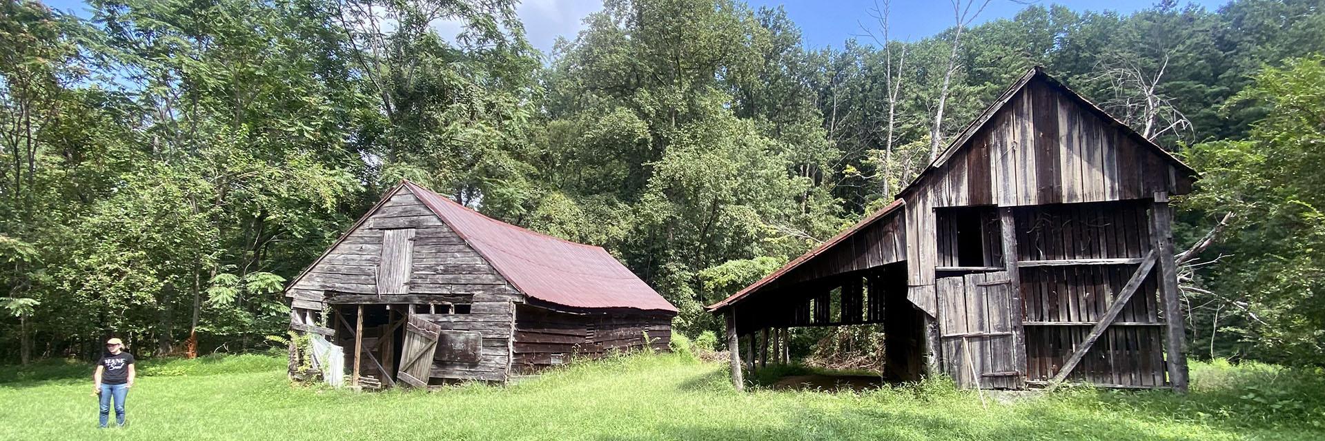 Two barns surrounded by green grass and large trees