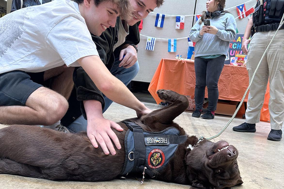 Teddy the Terp (a chocolate lab) getting belly rubs from students