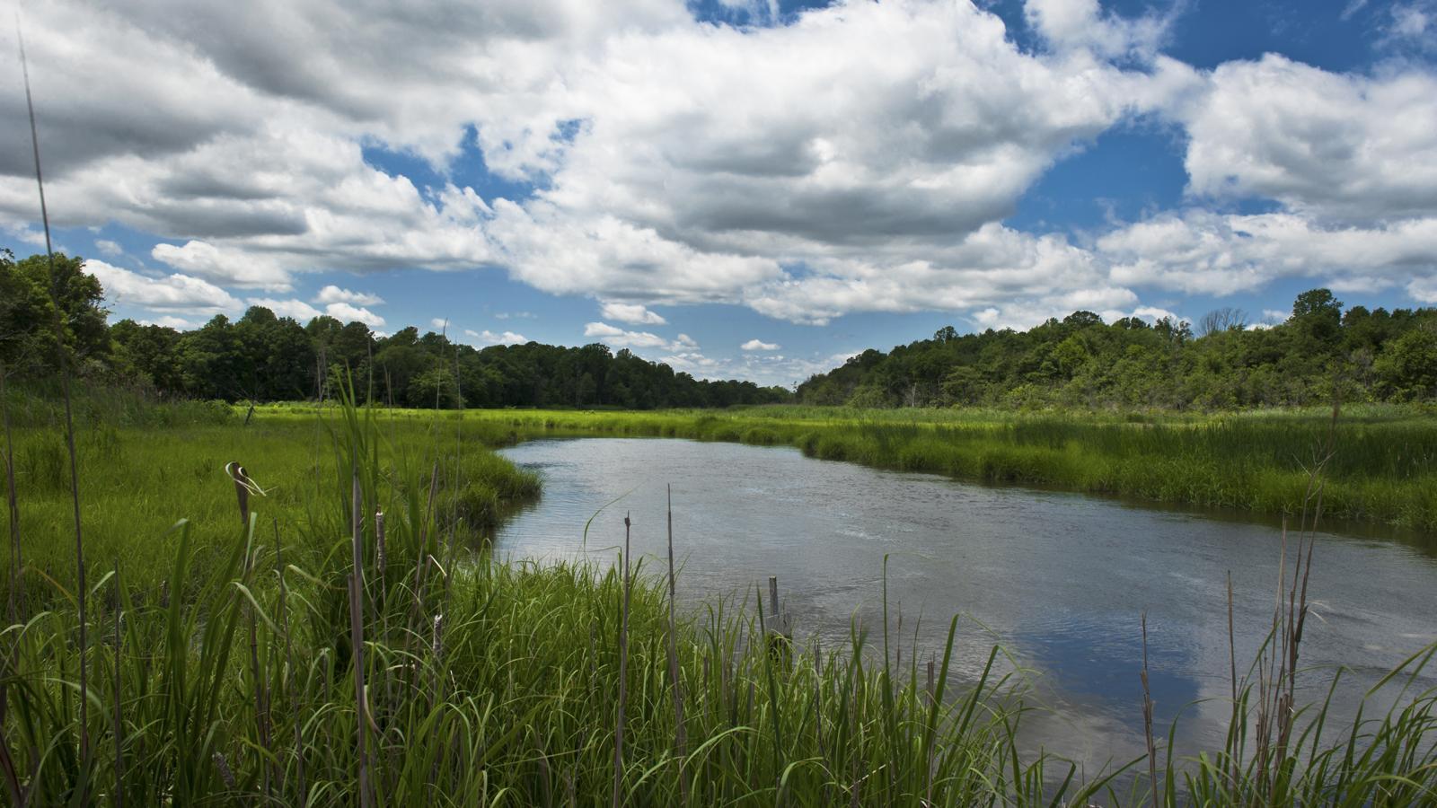 Mispillion River Tributary