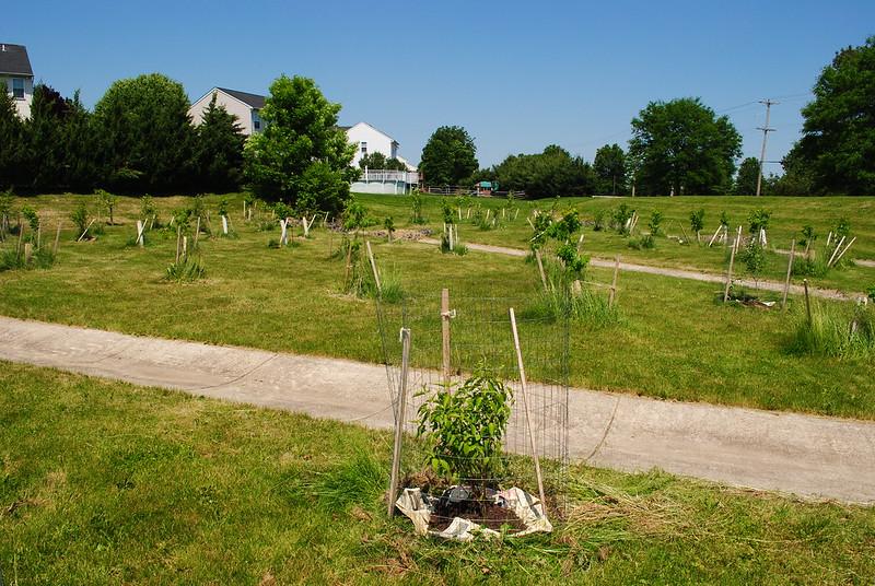 Tree planting