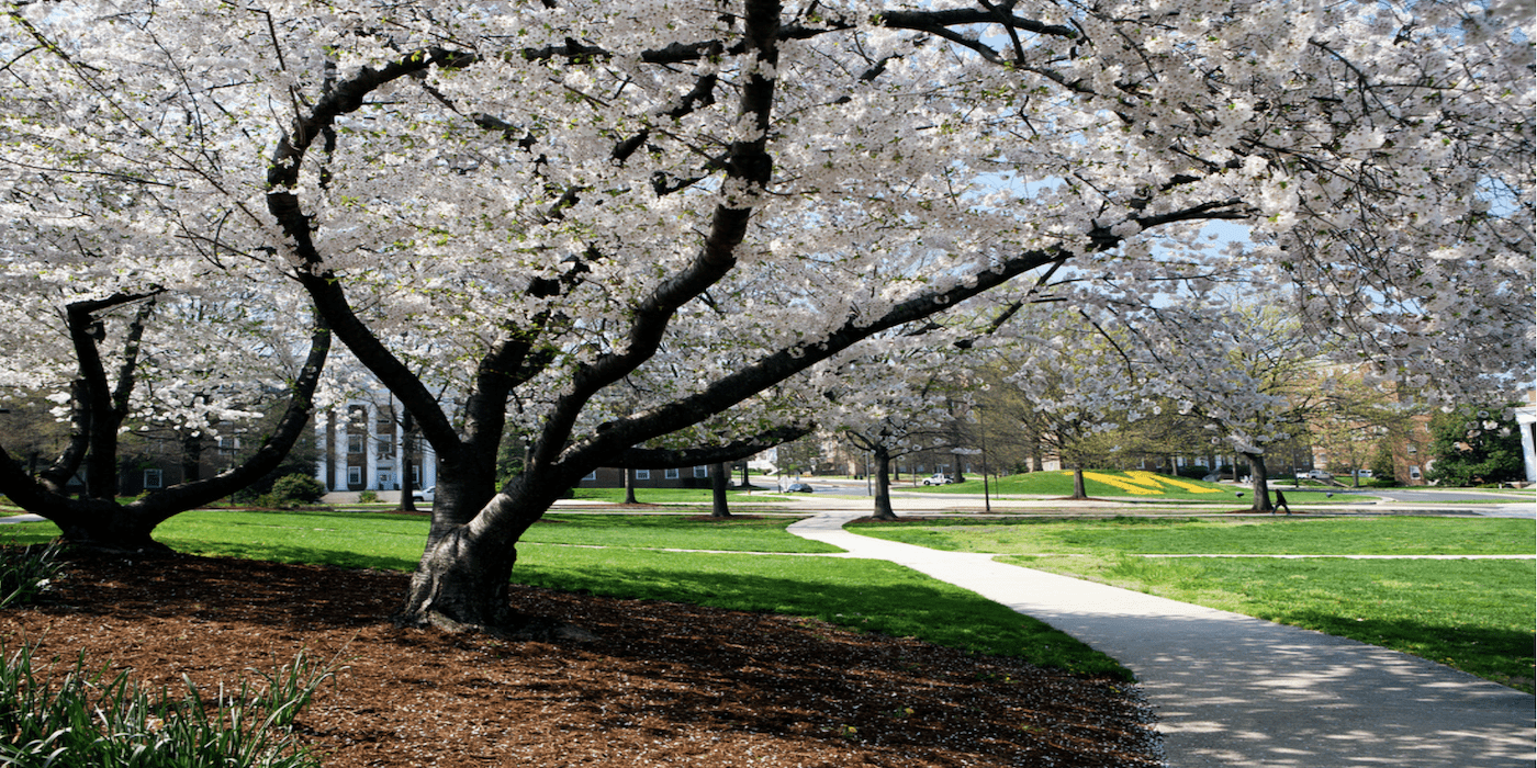 UMD campus with blooming tree