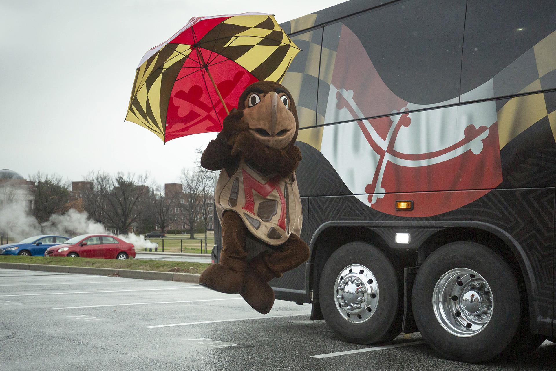 Testudo Jumping with a Maryland flag umbrella by a bus with a Maryland flag
