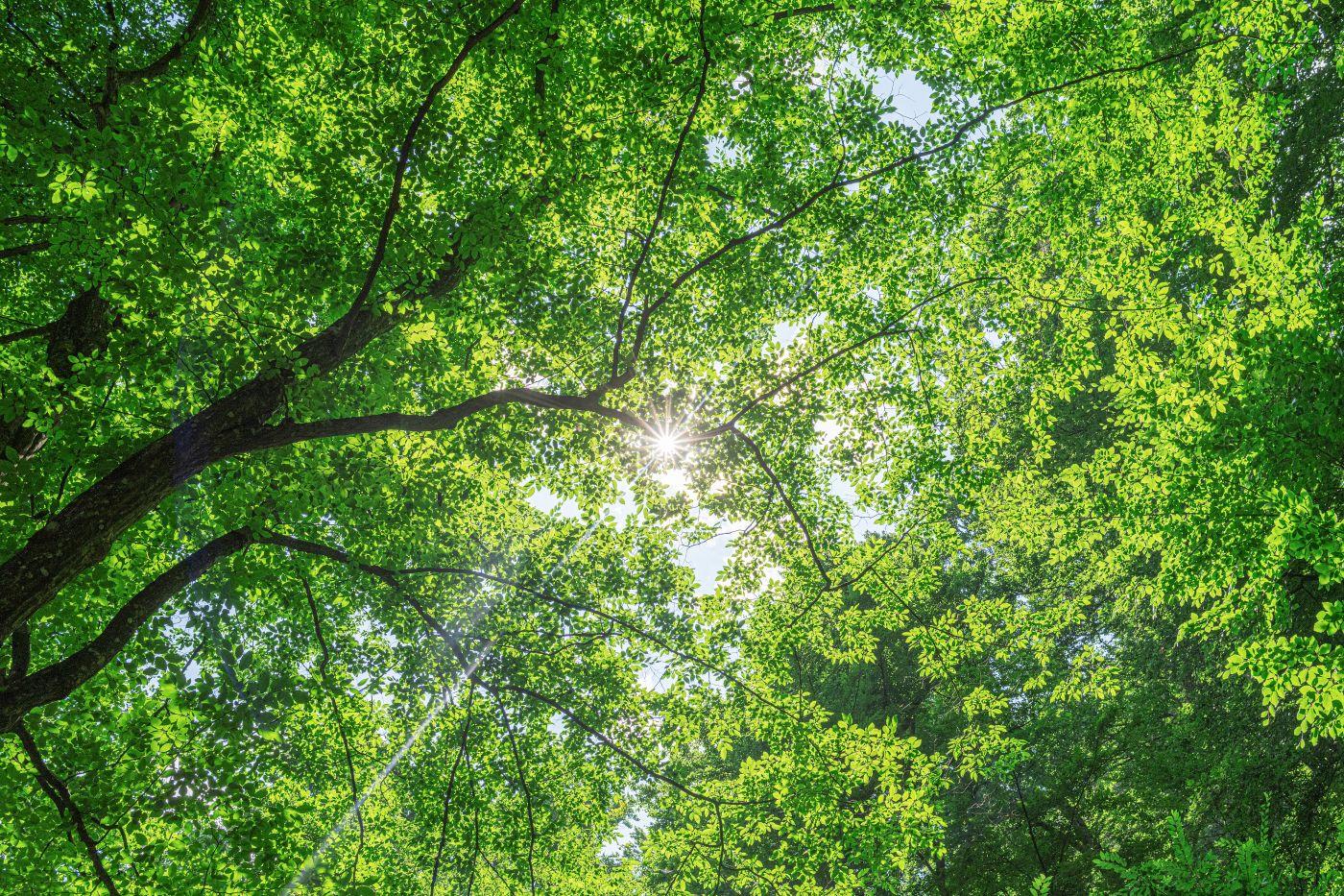 Tree canopy