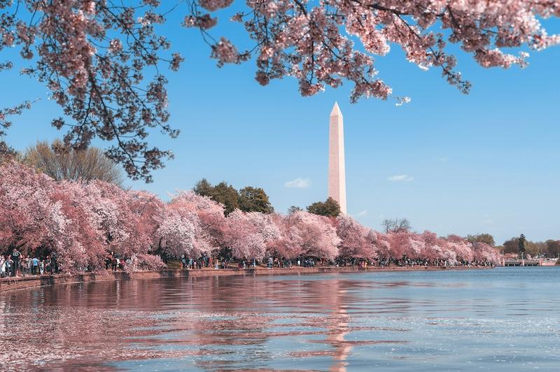 cherry blossoms with washington monument in background