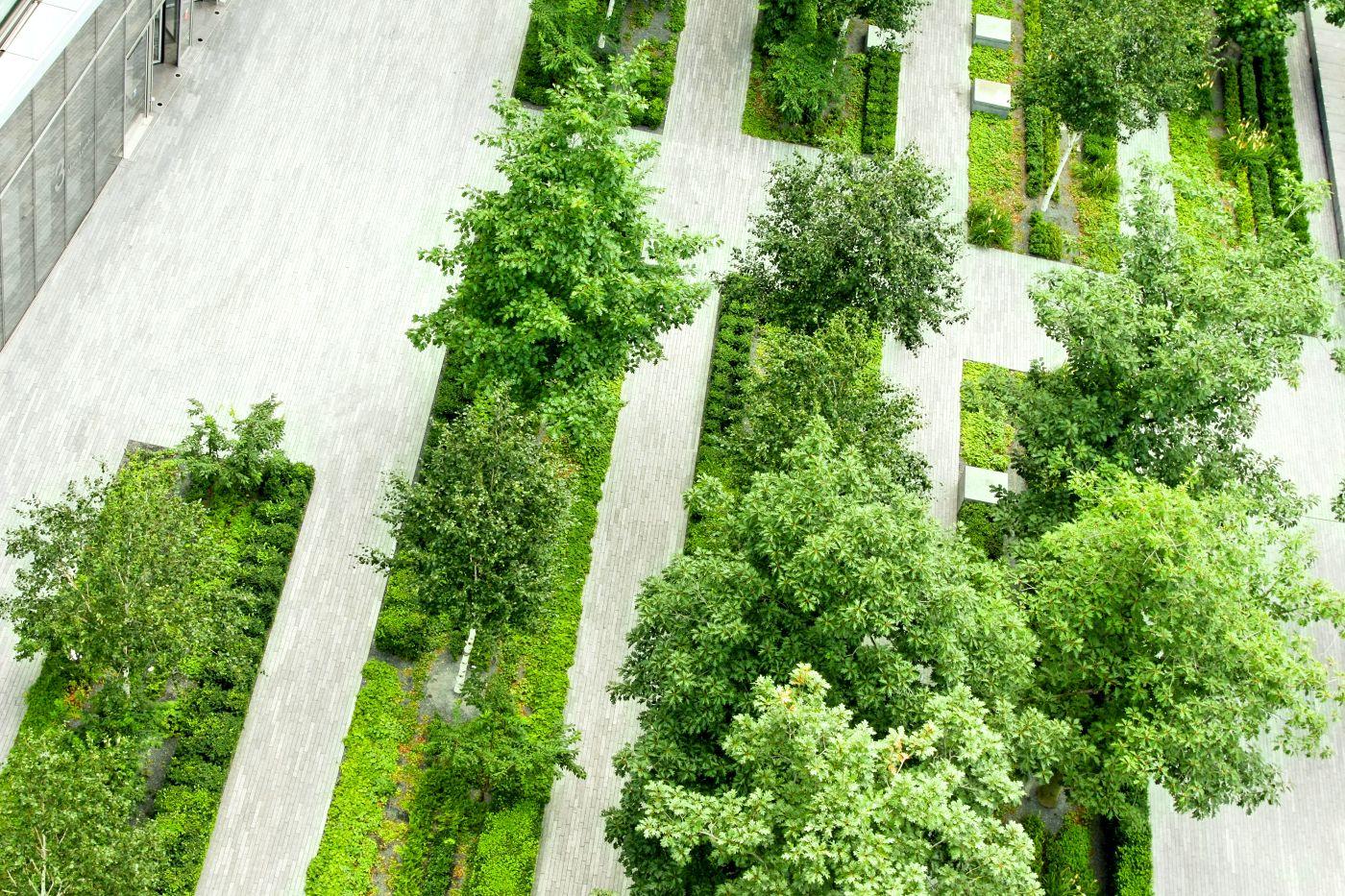 Urban tree canopy