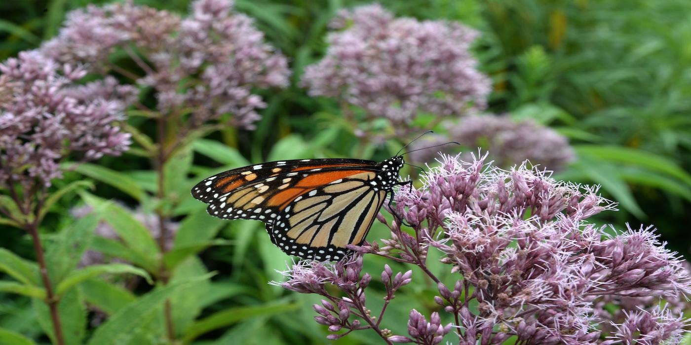 A monarch butterfly rests on flowers