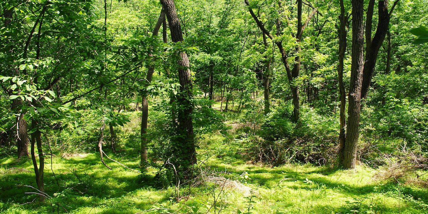 Trees